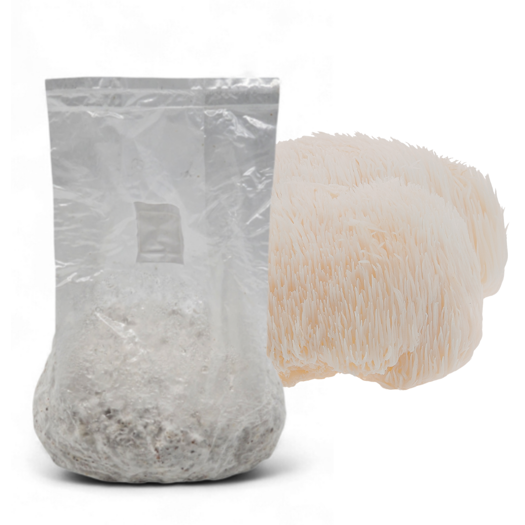 Lions Mane (Grain)